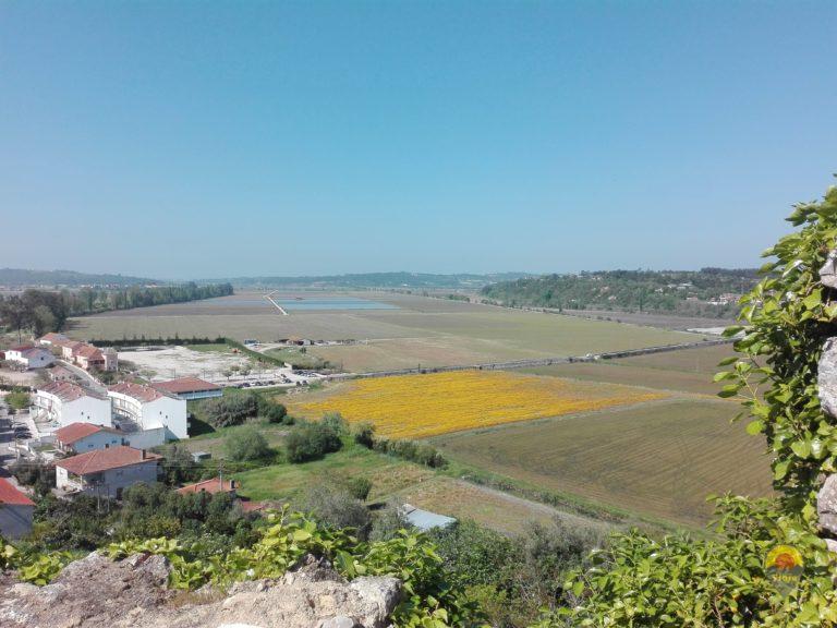 Arrozais Baixo Mondego