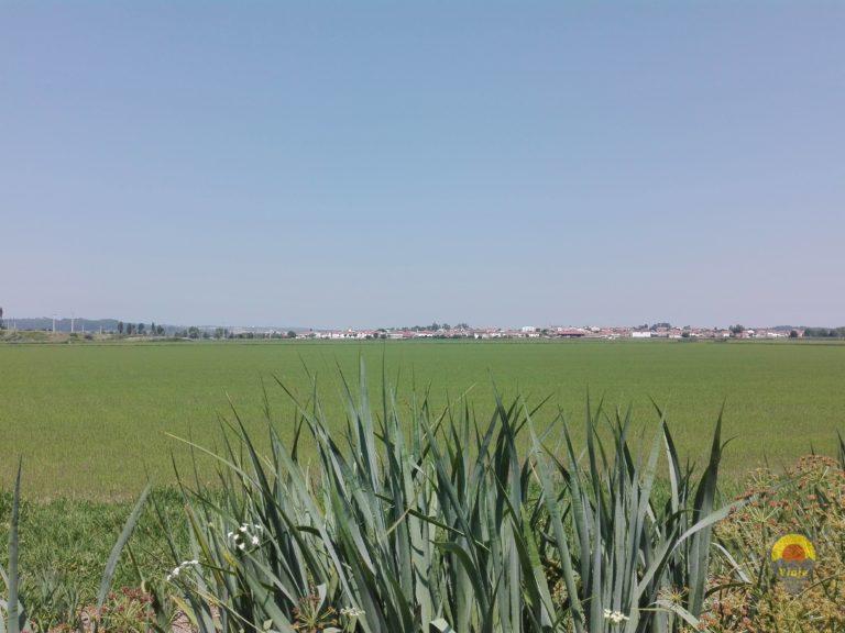 Arrozais Baixo Mondego