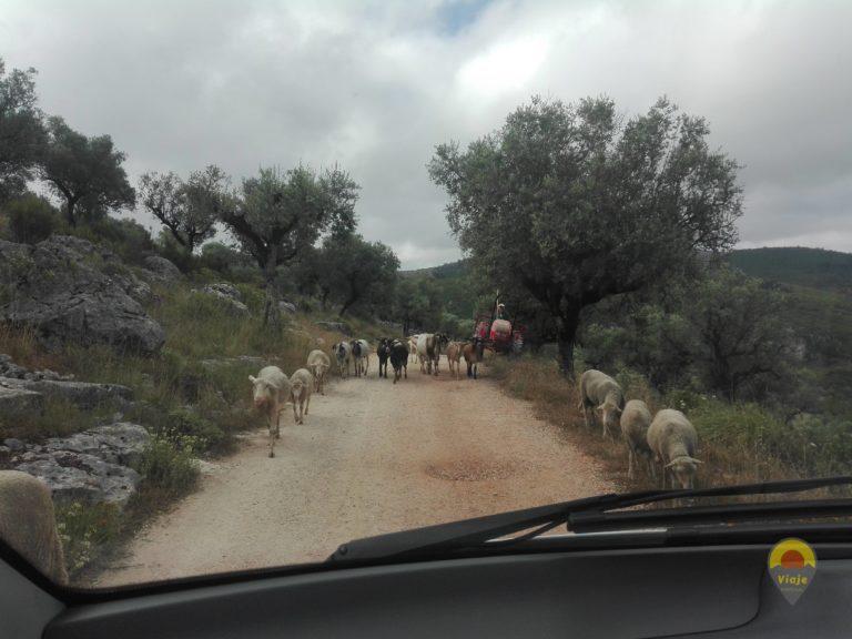 Serra do Sicó - Pastorícia