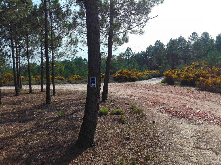 Caminhos de Fátima, Caminho da Nazaré