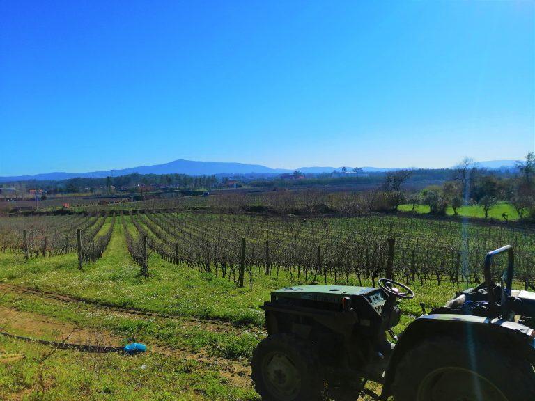 Vinhas Rota da Bairrada