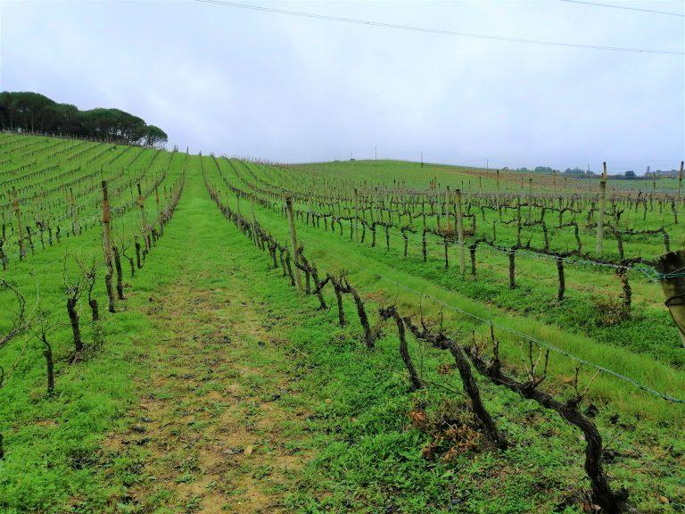 Vinhas Rota da Bairrada