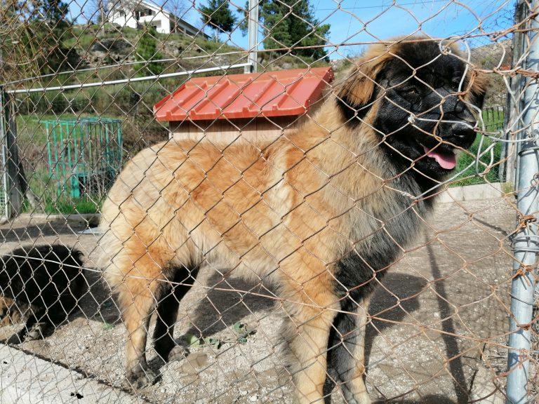 Cão Serra da Estrela