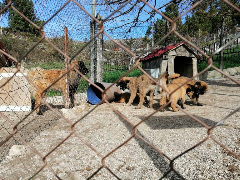 Cão Serra da Estrela