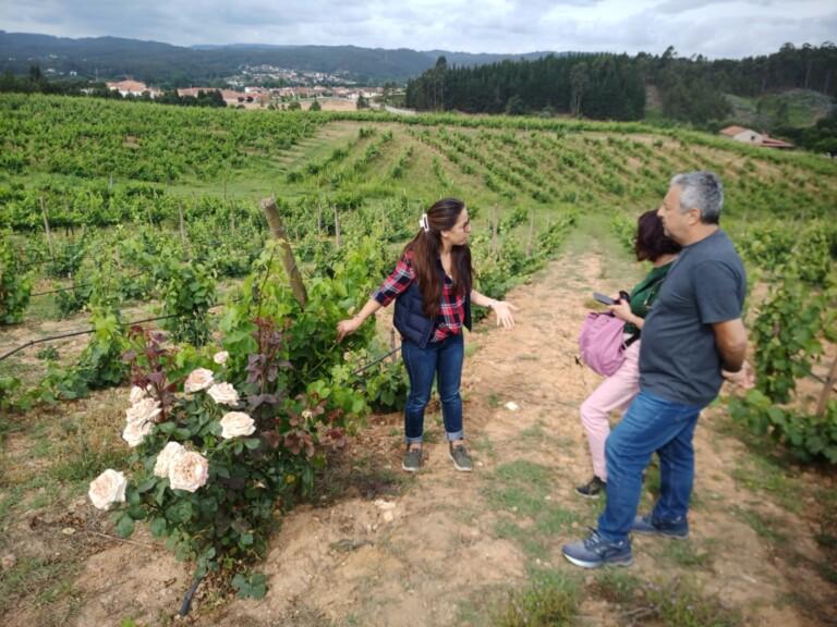 Boas Quintas Vinhos do Dão