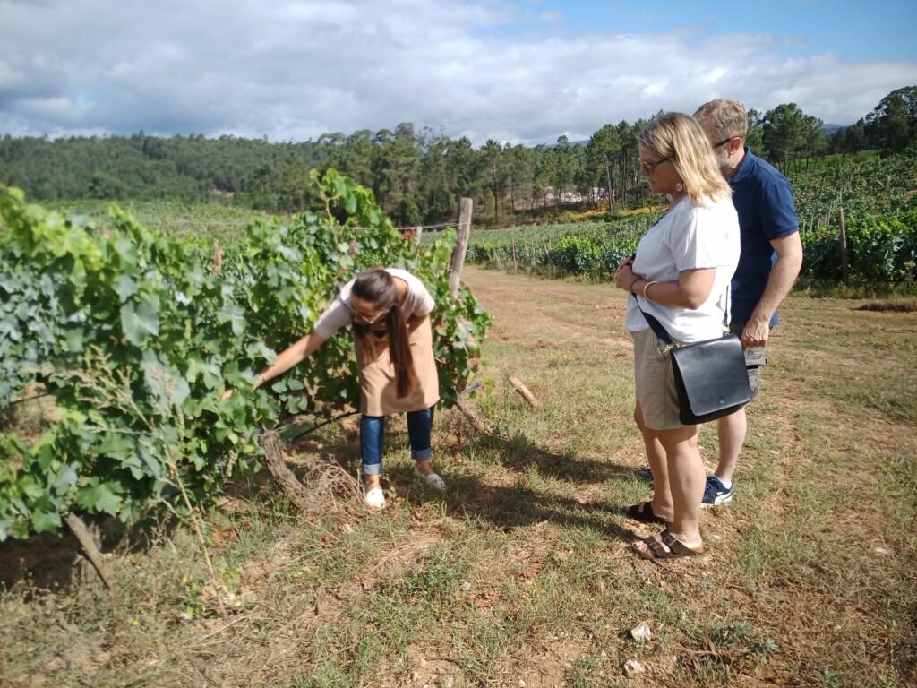 Boas Quintas Vinhos do Dão